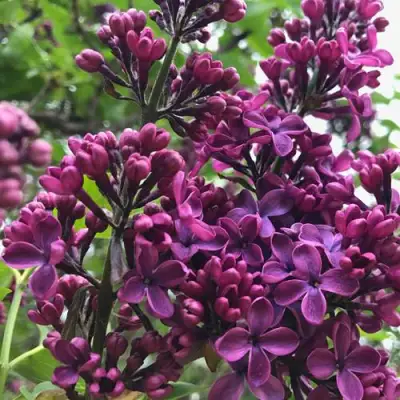 Сирень ЛЮДВИГ ШПЕТ в Жодино