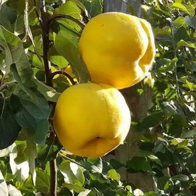 Айва МАРИЯ в Жодино