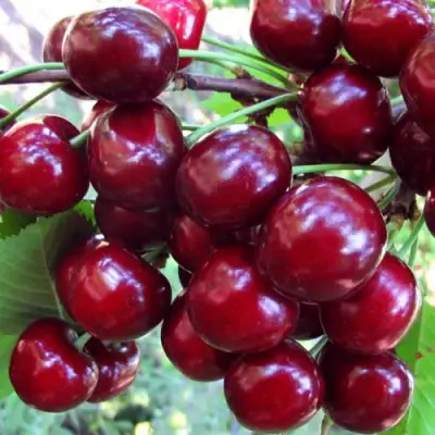 Вишня ЖУКОВСКАЯ в Жодино