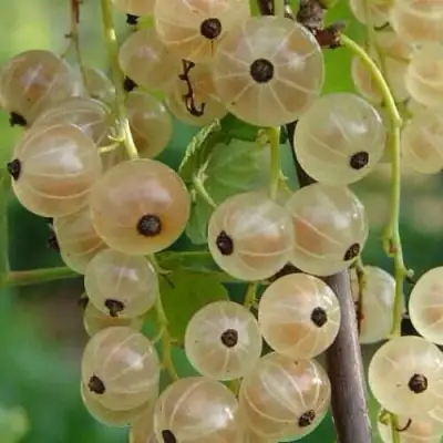 Смородина белая СМОЛЬЯНИНОВСКАЯ в Жодино