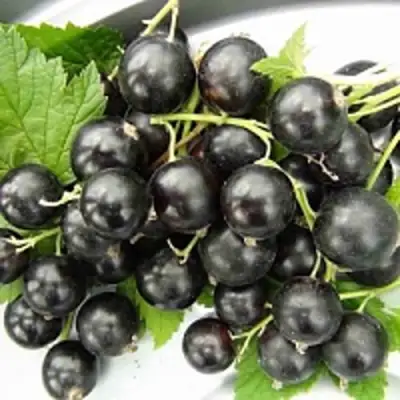 Смородина чёрная ТИТАНИЯ в Жодино