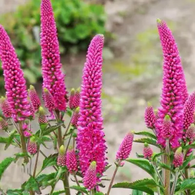 Вероника ФЕРСТ ЛАВ длиннолистная в Жодино