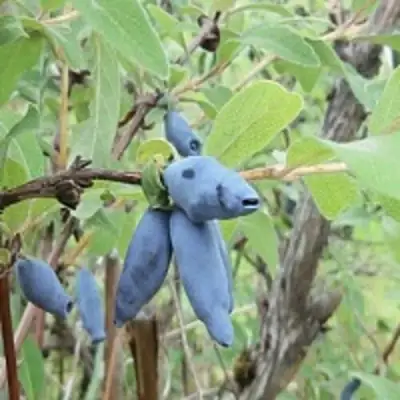 Жимолость съедобная ПУШКИНСКАЯ в Жодино