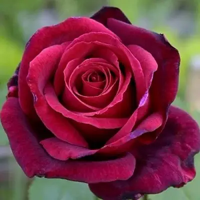 Роза ПАПА МЕЙЯН чайно-гибридная в Жодино