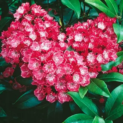 Кальмия КАРДИНАЛ в Жодино