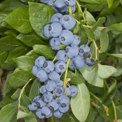 Голубика ЛИБЕРТИ в Жодино