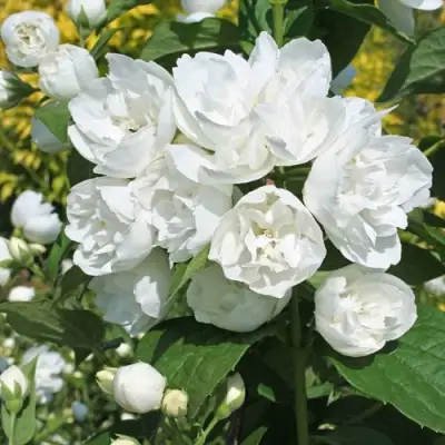 Жасмин махровый в Жодино