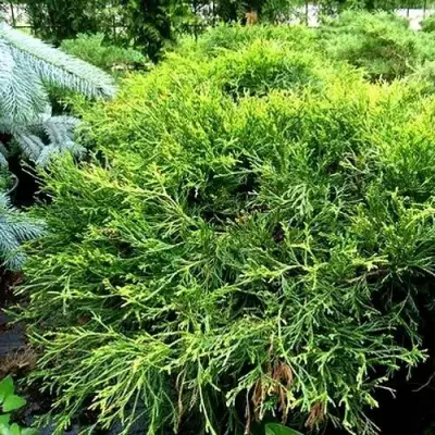 Кипарисовик ФИЛИФЕРА АУРЕА ВАРИЕГАТТА горохоплодный в Жодино