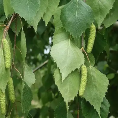 Береза бородавчатая в Жодино