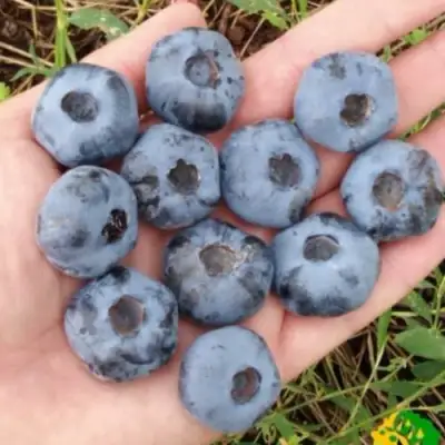 Голубика ЧАНДЛЕР в Жодино