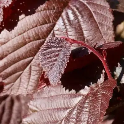 Фундук СИРЕНА в Жодино