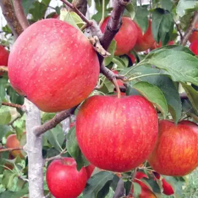 Яблоня ЖЕНЕВА (ЖЕНЕВА ЭРЛИ) в Жодино