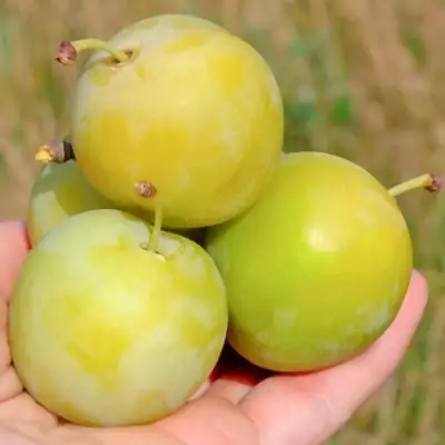 Слива РЕНКЛОД ранний в Жодино