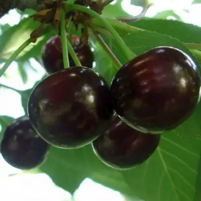 Дюк КСЕНИЯ (ЧЕРЕВИШНЯ) в Жодино