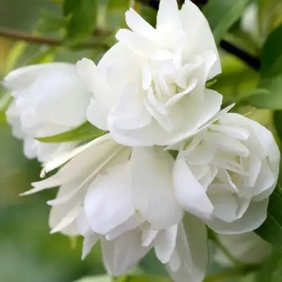 Жасмин МАНТО Д’ЭРМИН в Жодино