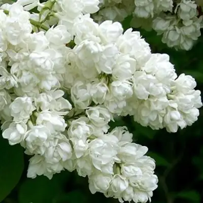 Сирень ПАМЯТЬ О КОЛЕСНИКОВЕ в Жодино