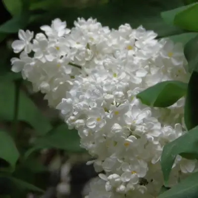 Сирень РУССКИЙ СЕВЕР в Жодино