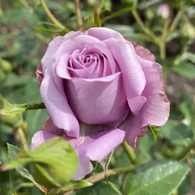 Роза БИЛОНА спрей в Жодино