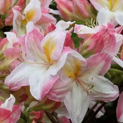 Азалия САТОМИ японская в Жодино