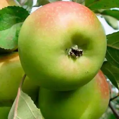 Яблоня БРАТ ЧУДНОГО стелющаяся в Жодино