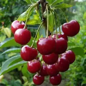 Дюк ФАКЕЛ в Жодино