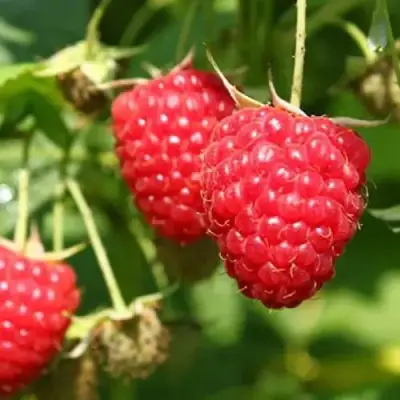 Малина БАЛЬЗАМ в Жодино