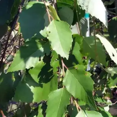 Береза САММЕР КАСКАД черная в Жодино