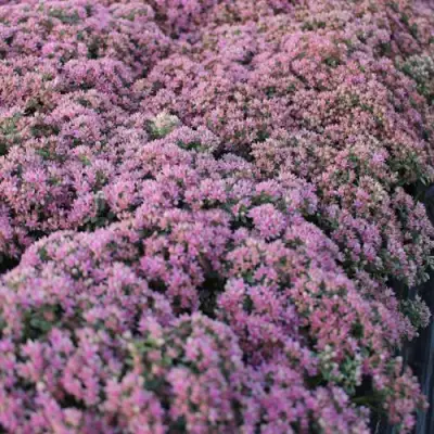 Очиток (седум) САНСПАРКЛЕР ЛАЙМ ЗИНГЕР в Жодино