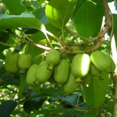 Актинидия КАКИВА аргута в Жодино