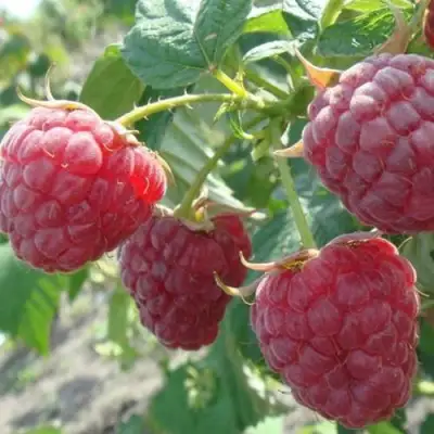 Малина БРУСИЛОВСКАЯ в Жодино