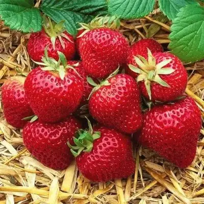 Клубника ХОНЕЙ в Жодино