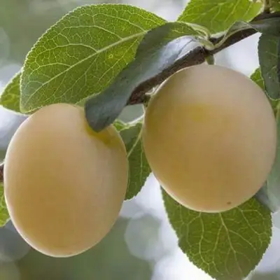 Слива УТРО в Жодино