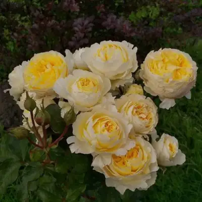 Роза БЕАТРИС английская в Жодино