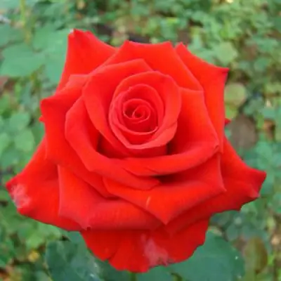 саженцы розы Мерседес