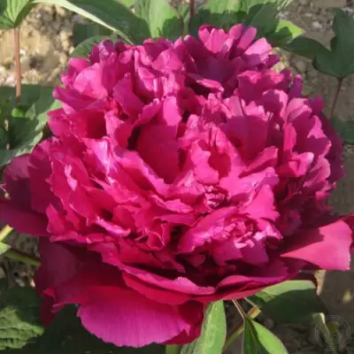 Пион ТАЙНАЯ СТРАСТЬ древовидный в Жодино