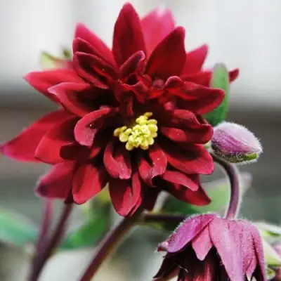 Аквилегия РУБИ ПОРТ обыкновенная в Жодино