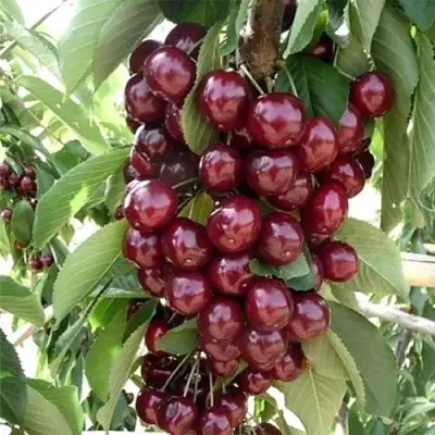 Черешня СИЛЬВИЯ колоновидная в Жодино