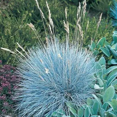 Овсяница АЙСФОГЕЛЬ сизая в Жодино