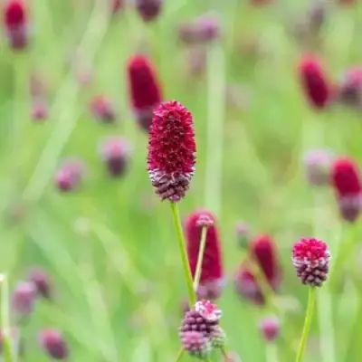 Кровохлебка БИТЛВИНГЗ в Жодино