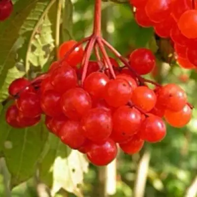 Калина ПАМЯТИ ВАЛЕНТИНЫ в Жодино