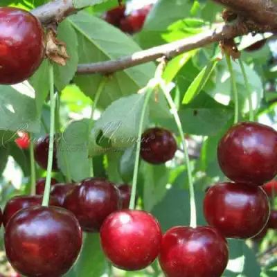 Дюк ИВАНОВНА в Жодино