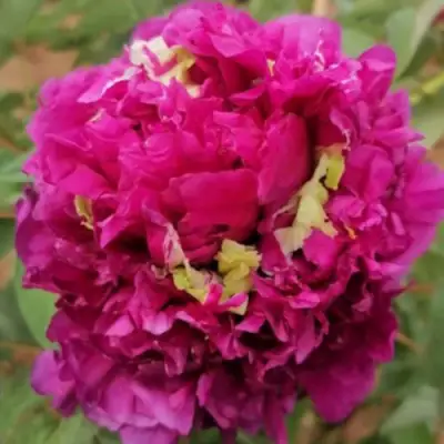 Пион ПОЛЕТ ЛАСТОЧКИ древовидный в Жодино