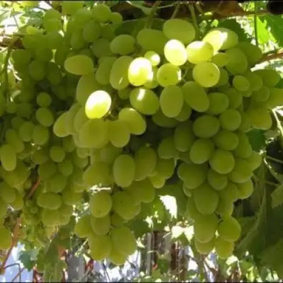 Виноград ИЛЬЯ  в Жодино