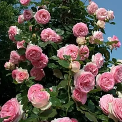 Роза ПЬЕР ДЕ РОНСАР плетистая в Жодино