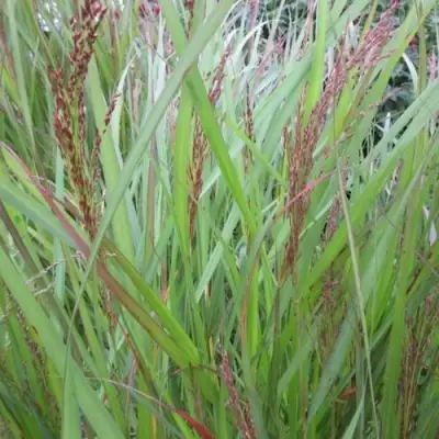 Просо ВЭРРИОР прутьевидное в Жодино