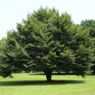 Бук обыкновенный в Жодино