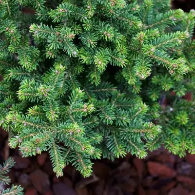 Ель ВИЛС ЦВЕРГ обыкновенная в Жодино