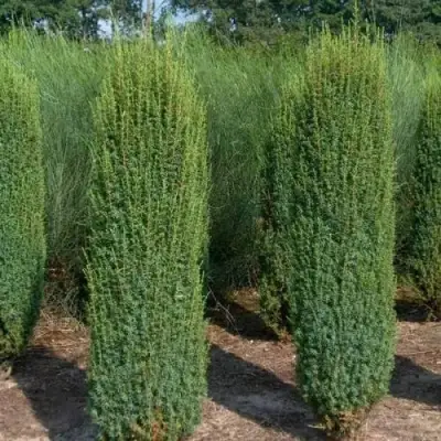 Можжевельник ХИБЕРНИКА обыкновенный  в Жодино