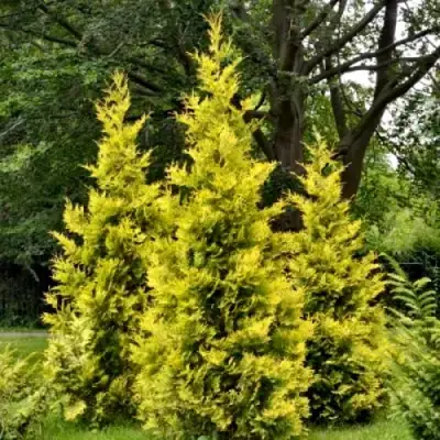 Туя ГОЛДЕН БРАБАНТ западная в Жодино