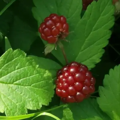 саженцы княженики